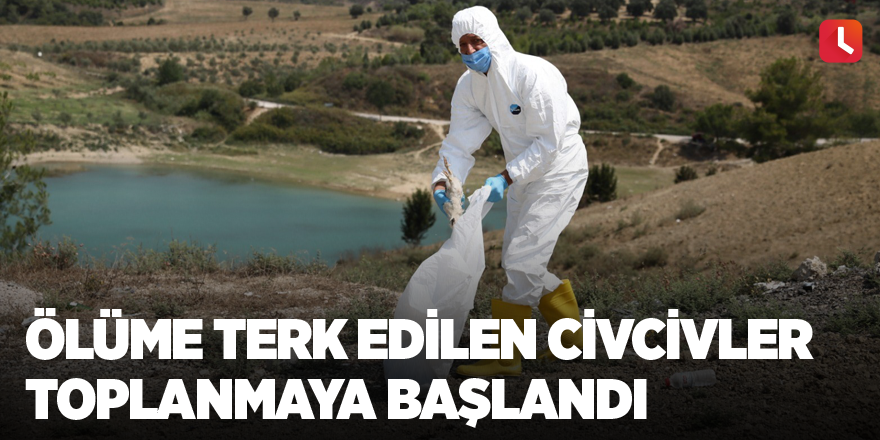 Ölüme terk edilen civcivler toplanmaya başlandı