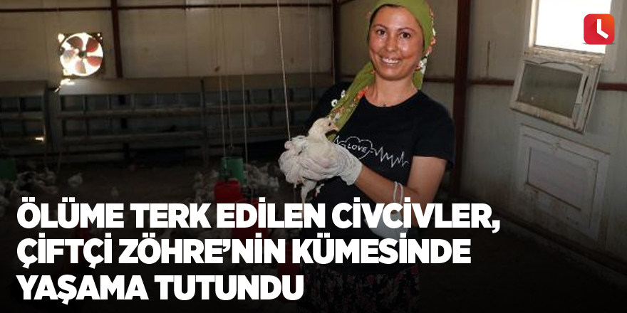 Ölüme terk edilen civcivler, çiftçi Zöhre’nin kümesinde yaşama tutundu