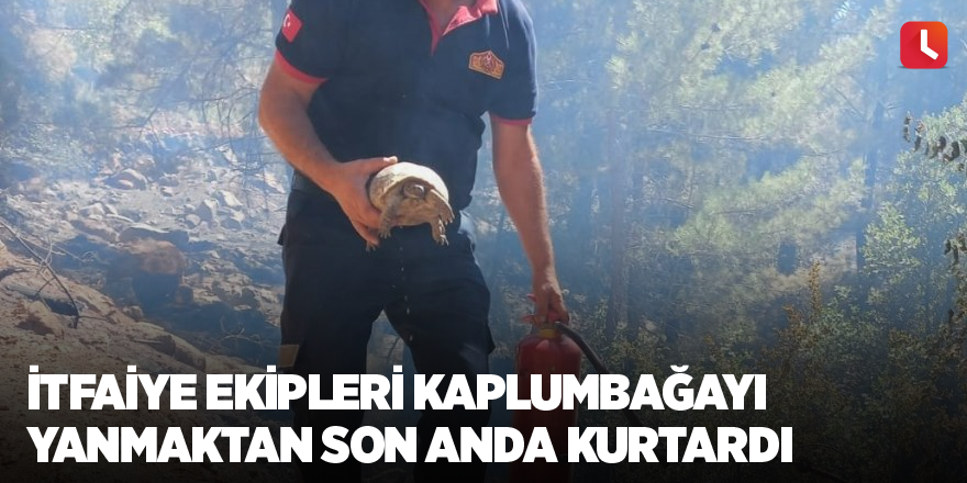 İtfaiye ekipleri kaplumbağayı yanmaktan son anda kurtardı
