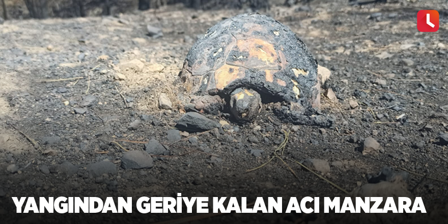 Yangından geriye kalan acı manzara