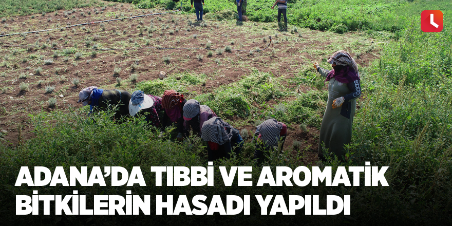 Adana’da tıbbi ve aromatik bitkilerin hasadı yapıldı