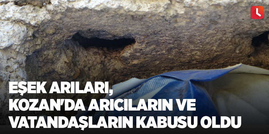 Eşek arıları, Kozan'da arıcıların ve vatandaşların kabusu oldu