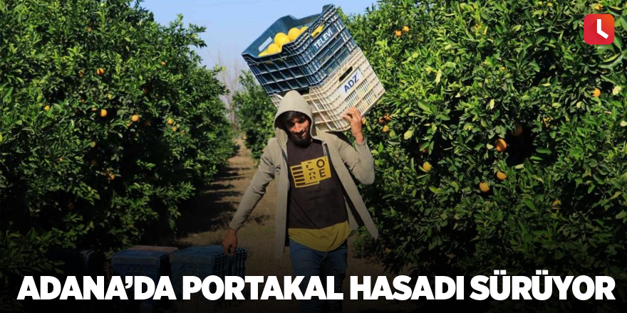 Adana’da portakal hasadı sürüyor