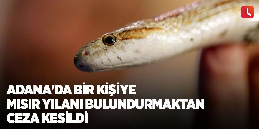 Adana'da bir kişiye mısır yılanı bulundurmaktan ceza kesildi