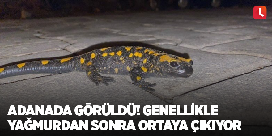 Adanada görüldü! Genellikle yağmurdan sonra ortaya çıkıyor