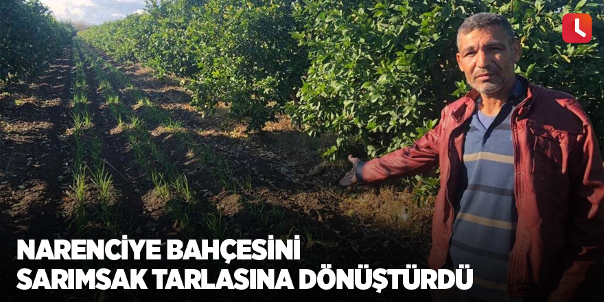 Narenciye bahçesini sarımsak tarlasına dönüştürdü