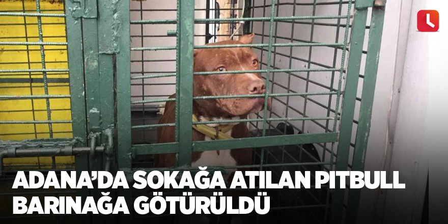 Adana’da sokağa atılan Pitbull barınağa götürüldü