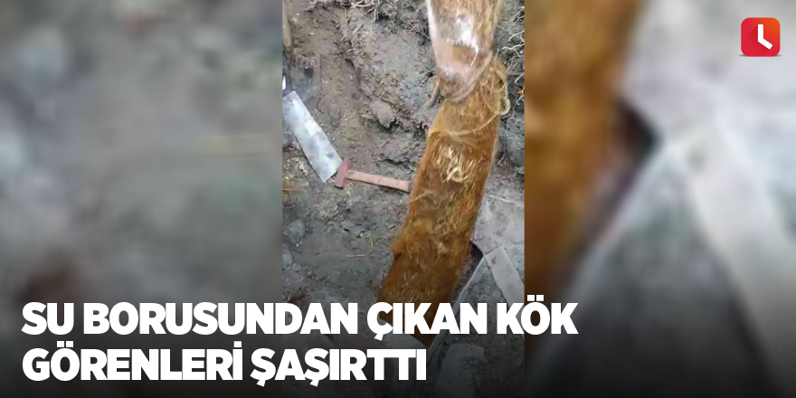 Su borusundan çıkan kök görenleri şaşırttı