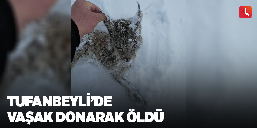 Tufanbeyli’de vaşak donarak öldü