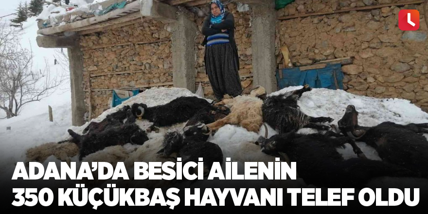 Adana’da besici ailenin 350 küçükbaş hayvanı telef oldu