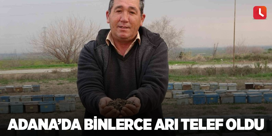 Adana’da binlerce arı telef oldu
