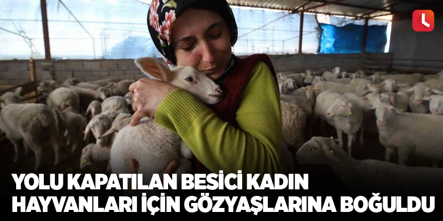 Yolu kapatılan besici kadın hayvanları için gözyaşlarına boğuldu