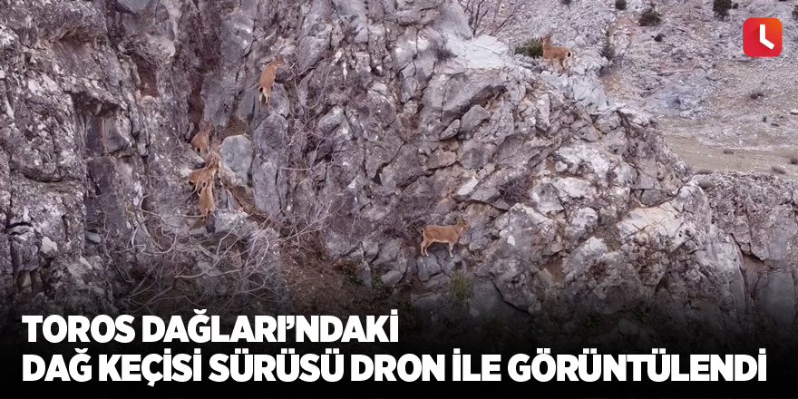 Toros Dağları’ndaki dağ keçisi sürüsü dron ile görüntülendi