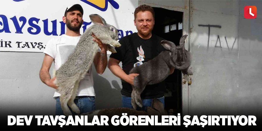 Dev tavşanlar görenleri şaşırtıyor