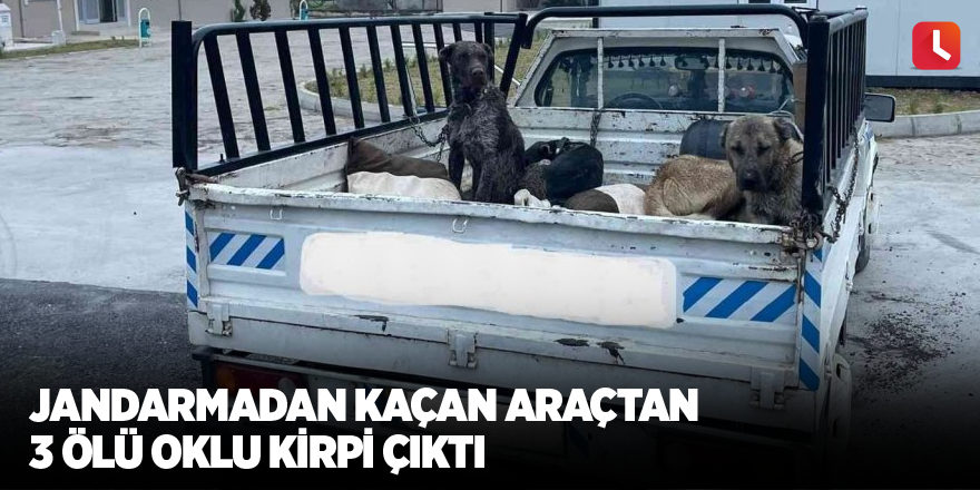 Jandarmadan kaçan araçtan 3 ölü oklu kirpi çıktı