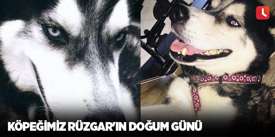 Köpeğimiz Rüzgar'ın doğum günü