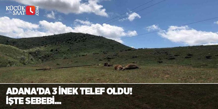 Adana'da  3 inek telef oldu! İşte sebebi...