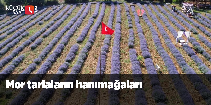 Mor tarlaların hanımağaları