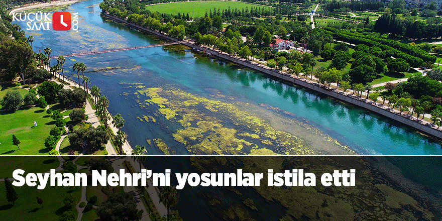 Seyhan Nehri’ni yosunlar istila etti