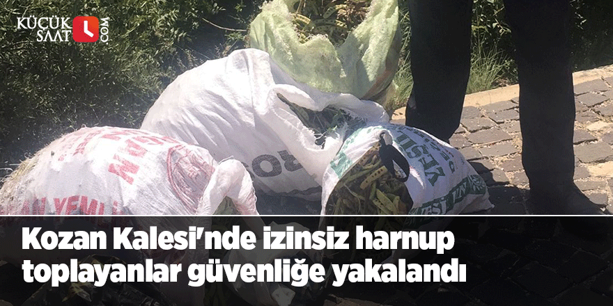 Kozan Kalesi'nde izinsiz harnup toplayanlar güvenliğe yakalandı