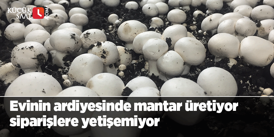 Evinin ardiyesinde mantar üretiyor siparişlere yetişemiyor