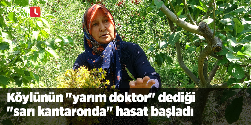 Köylünün "yarım doktor" dediği "sarı kantaronda" hasat başladı