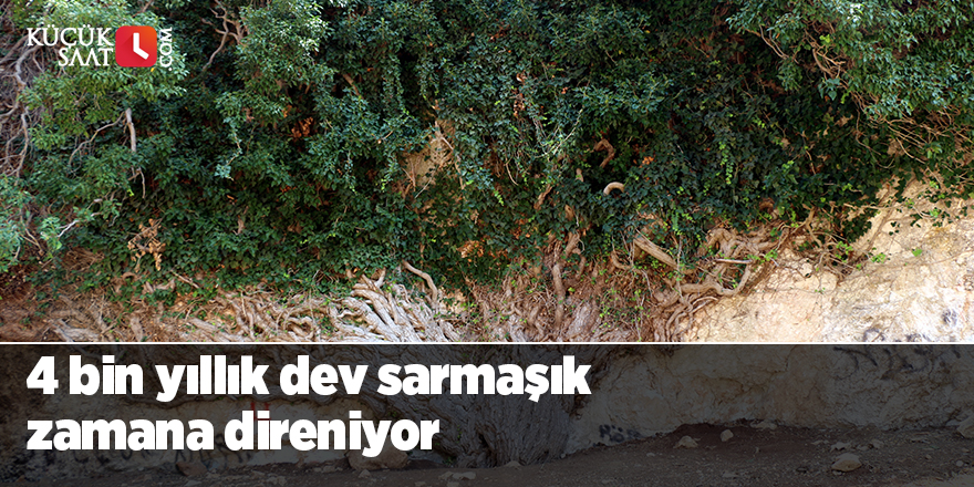 4 bin yıllık dev sarmaşık zamana direniyor