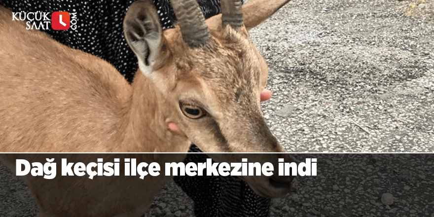 Dağ keçisi ilçe merkezine indi