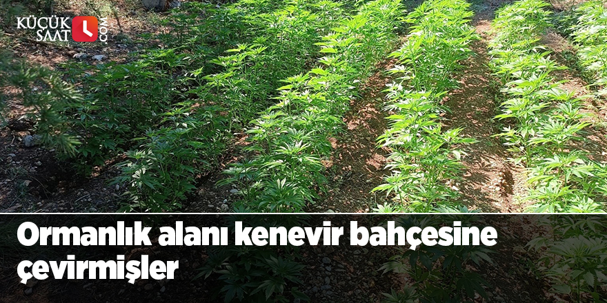 Ormanlık alanı kenevir bahçesine çevirmişler