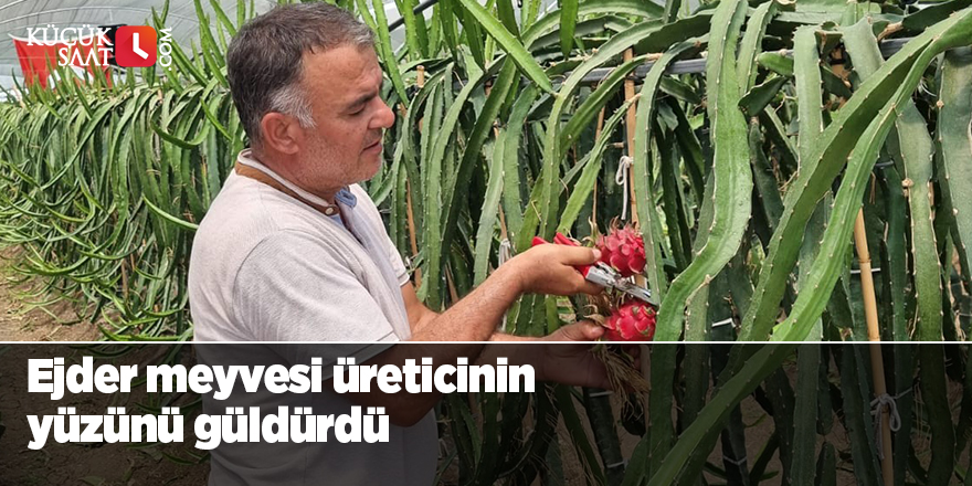 Ejder meyvesi üreticinin yüzünü güldürdü