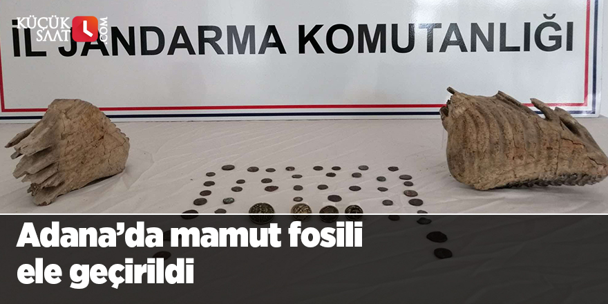 Adana’da mamut fosili ele geçirildi