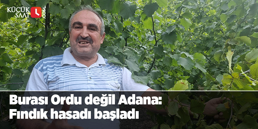 Burası Ordu değil Adana: Fındık hasadı başladı