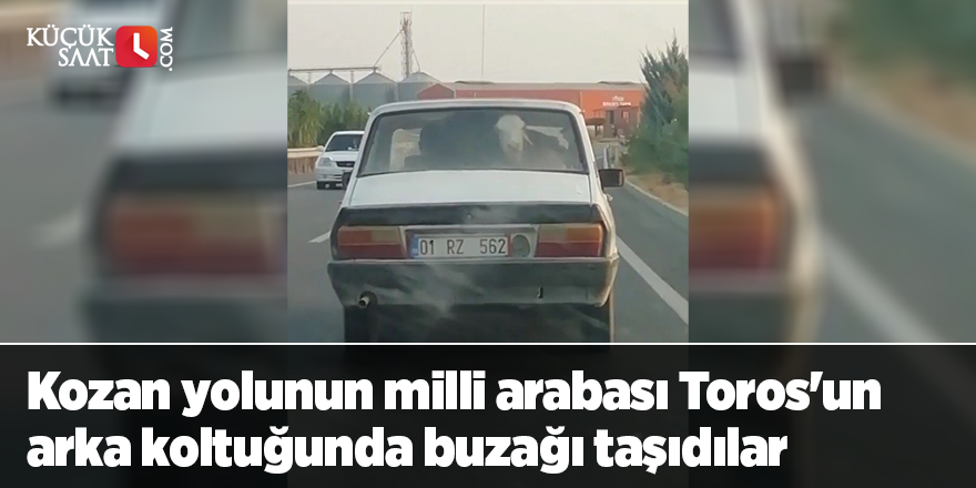 Kozan yolunun milli arabası Toros'un arka koltuğunda buzağı taşıdılar