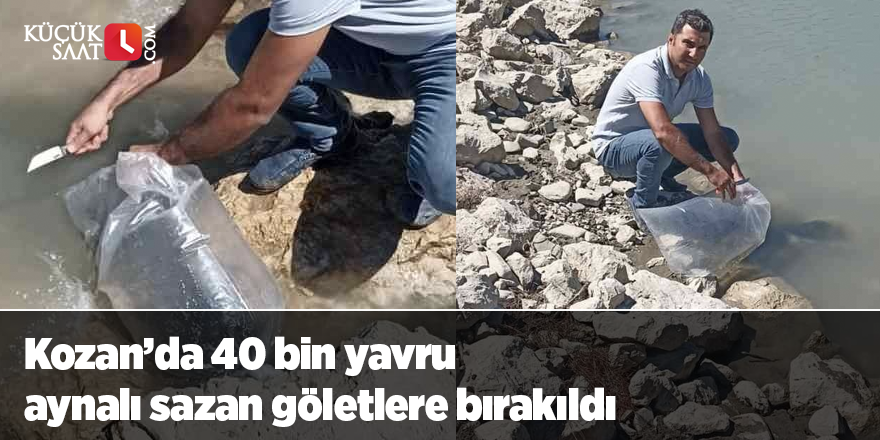 Kozan’da 40 bin yavru aynalı sazan göletlere bırakıldı