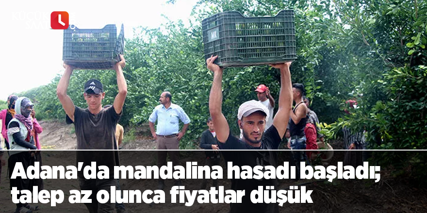 Adana'da mandalina hasadı başladı; talep az olunca fiyatlar düşük