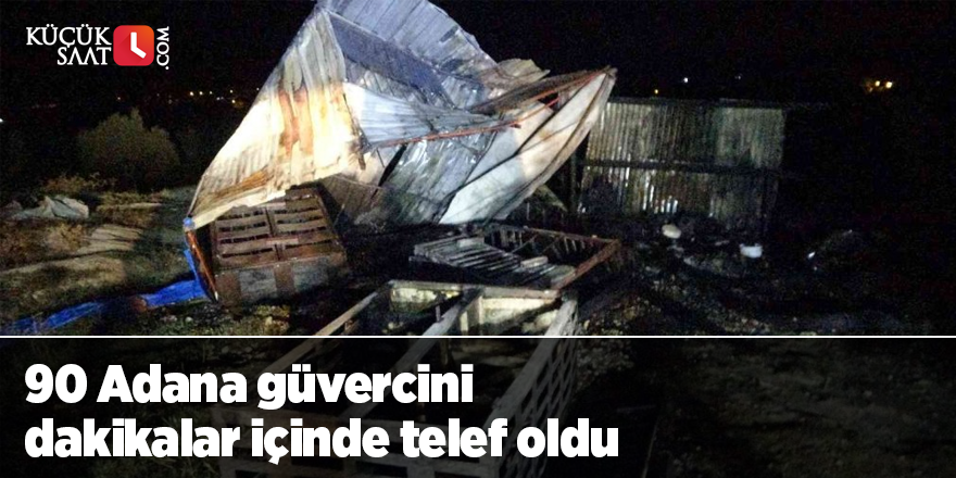 90 Adana güvercini dakikalar içinde telef oldu