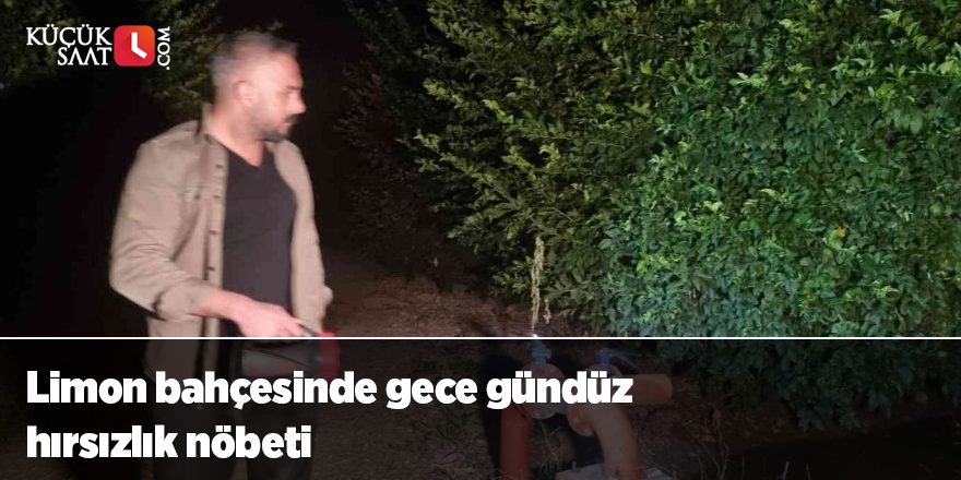 Limon bahçesinde gece gündüz hırsızlık nöbeti