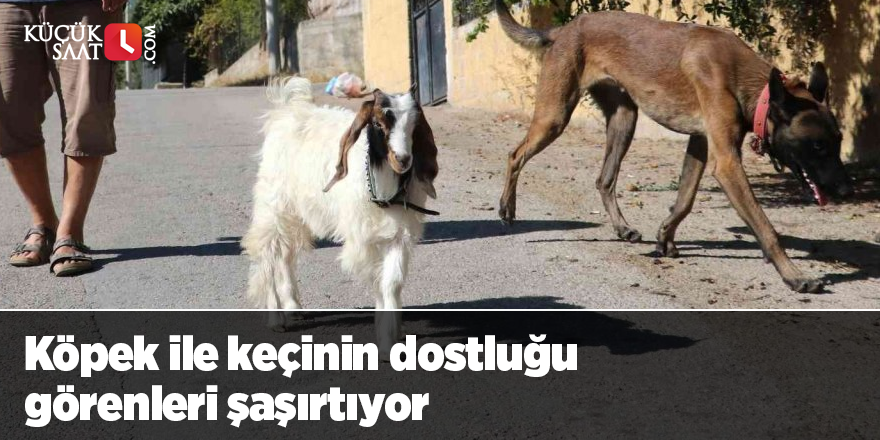 Köpek ile keçinin dostluğu görenleri şaşırtıyor