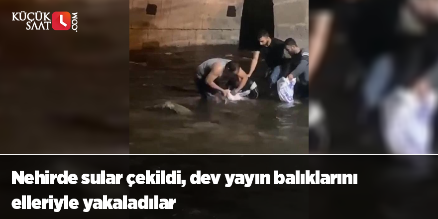 Nehirde sular çekildi, dev yayın balıklarını elleriyle yakaladılar