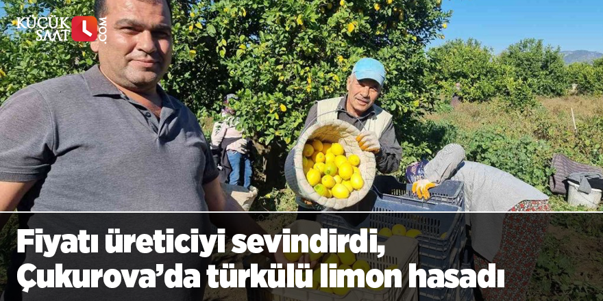 Fiyatı üreticiyi sevindirdi, Çukurova’da türkülü limon hasadı