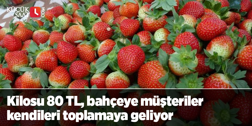 Adana’da kış ayında çilek hasadı: Kilosu 80 TL, bahçeye müşteriler kendileri toplamaya geliyor