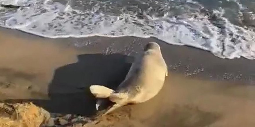 Koruma altına alınan Akdeniz foku Adana’da görüldü