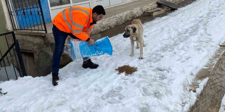 Hayvanları beslediler, yaralı köpeğe sahip çıktılar