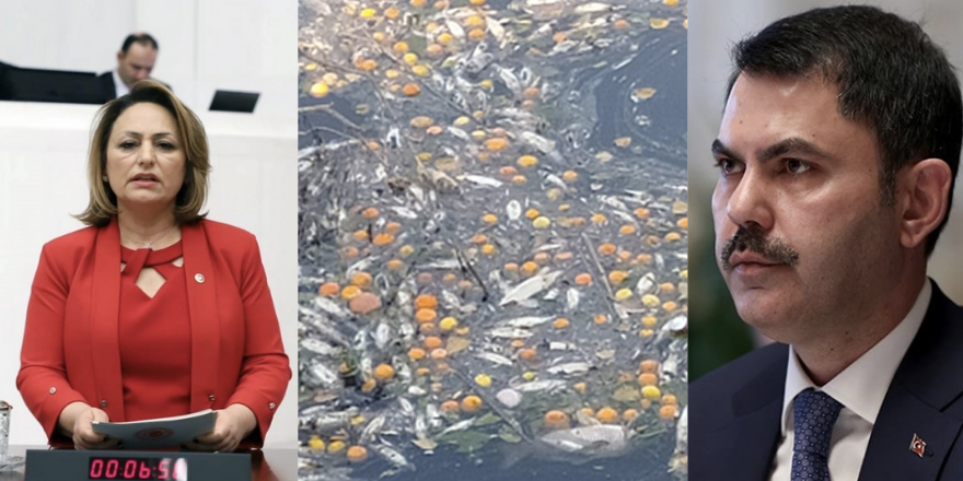 Ceyhan Nehri'ni kirleten 64 firma hangisi?