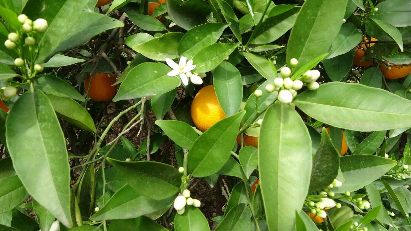 Çiçekler açtı tüm bölgeyi aynı koku sardı: “Adeta parfüm sıkılmış gibi”
