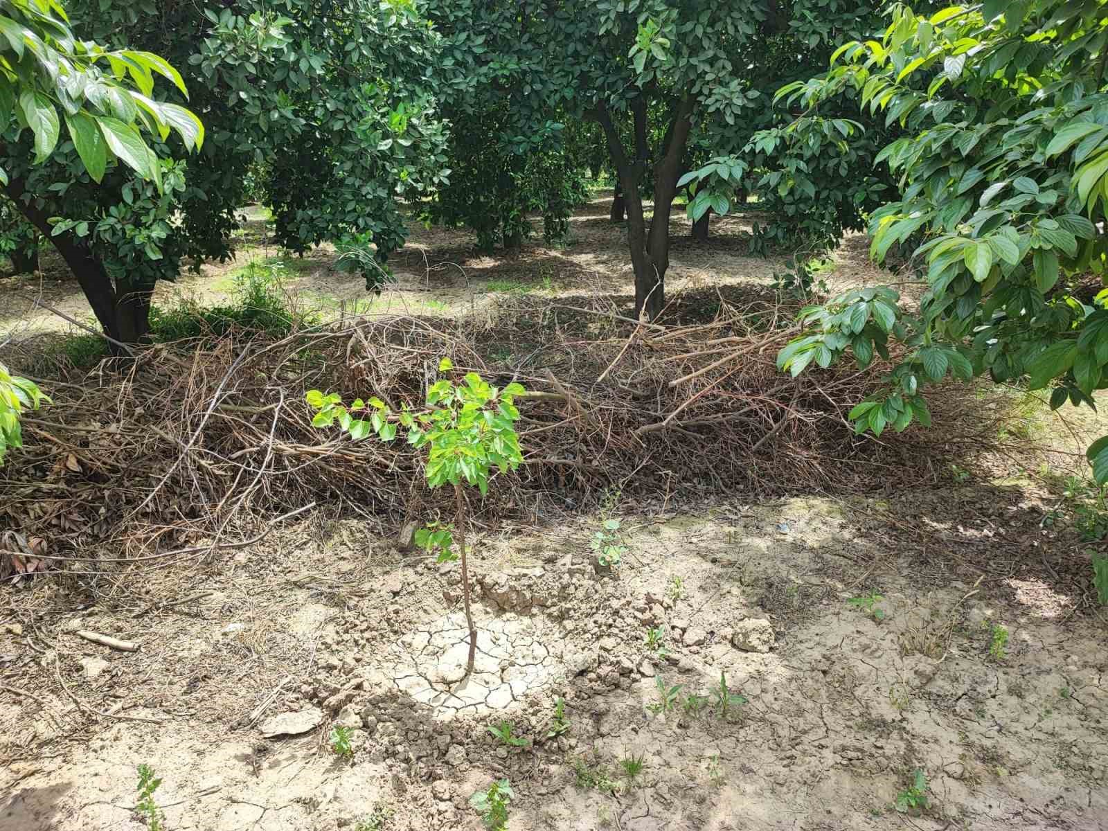 Adana’da hurma bahçesinde boğazı kesilmiş erkek cesedi bulundu