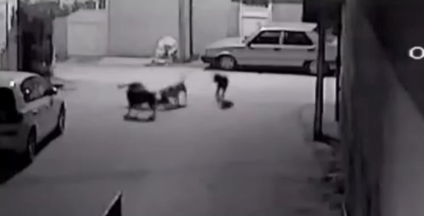 Adana'da sokak köpekleri kediyi parçaladı