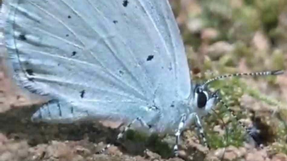 Endemik tür mavi kelebekler görüntülendi