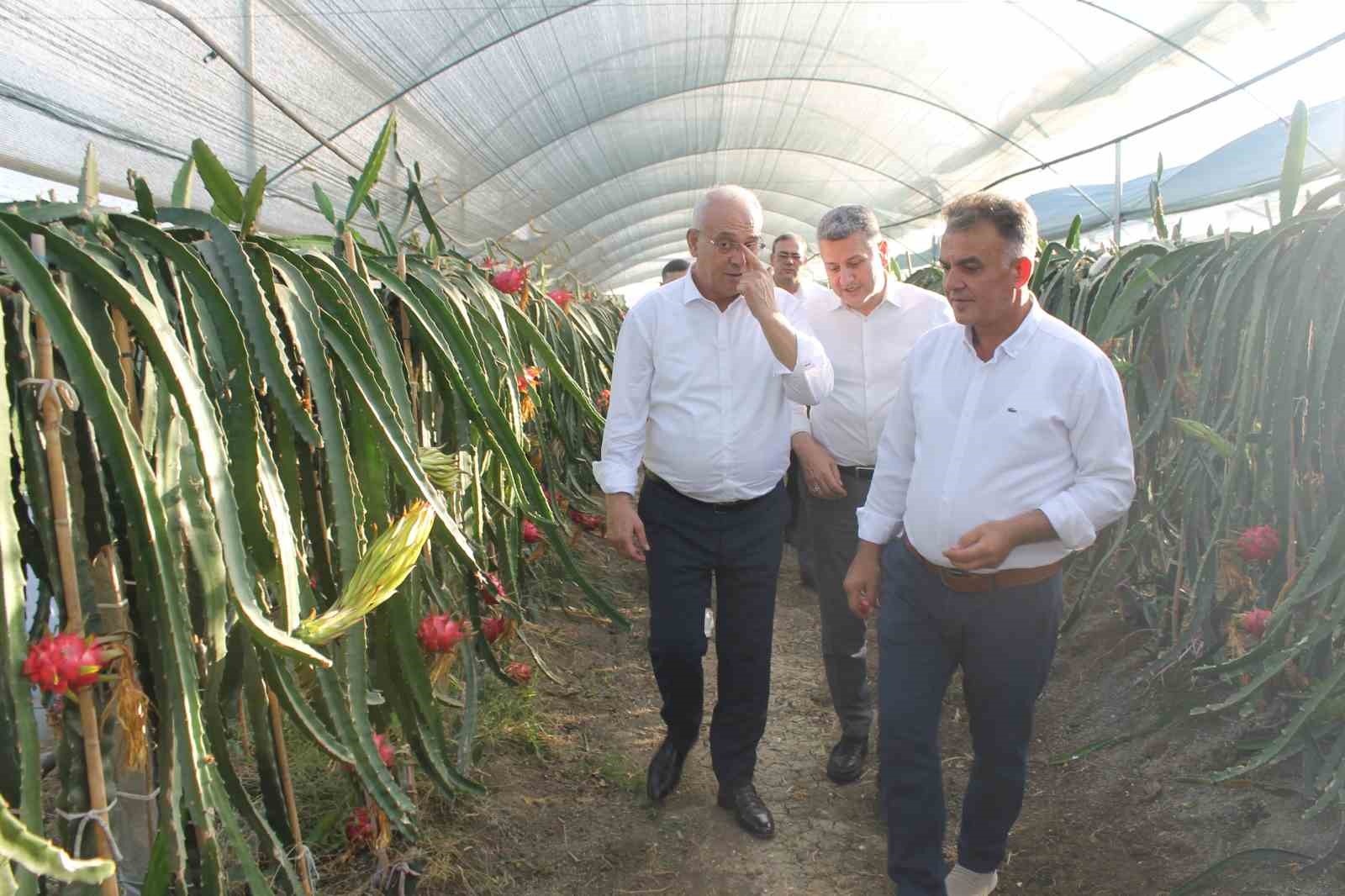 Narenciyenin merkezinde tropik ürün yetiştirdi, şimdi taleplere yetişemiyor