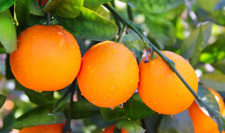 Adana'da 6 meslek kuruluşundan turunçgil ihracatına destek açıklaması